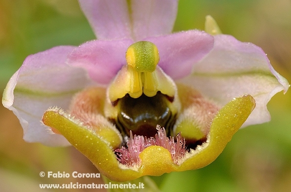 Primavera sulcitana